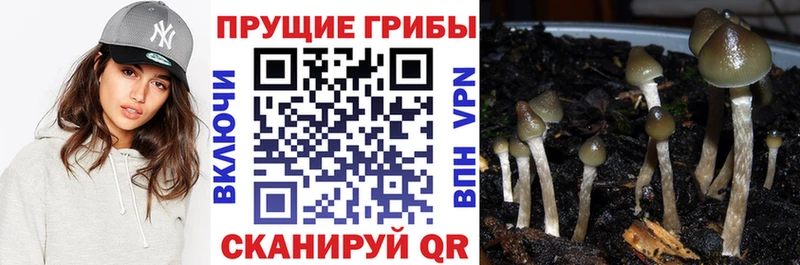 hydra tor Новомосковск Галлюциногенные грибы Magic Shrooms